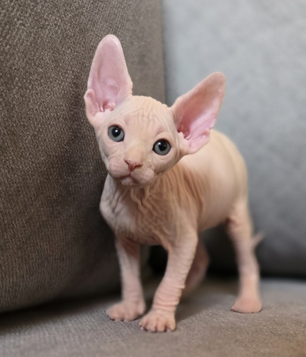 Sphynx