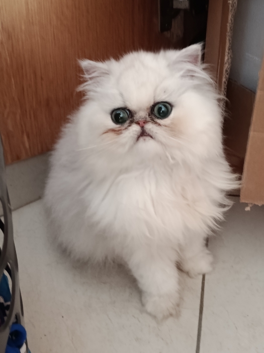 Femelle persan 2 mois