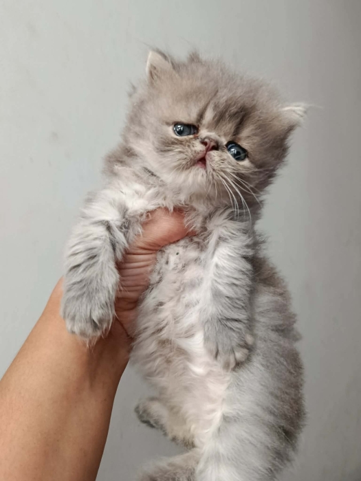 Chaton persan race pur