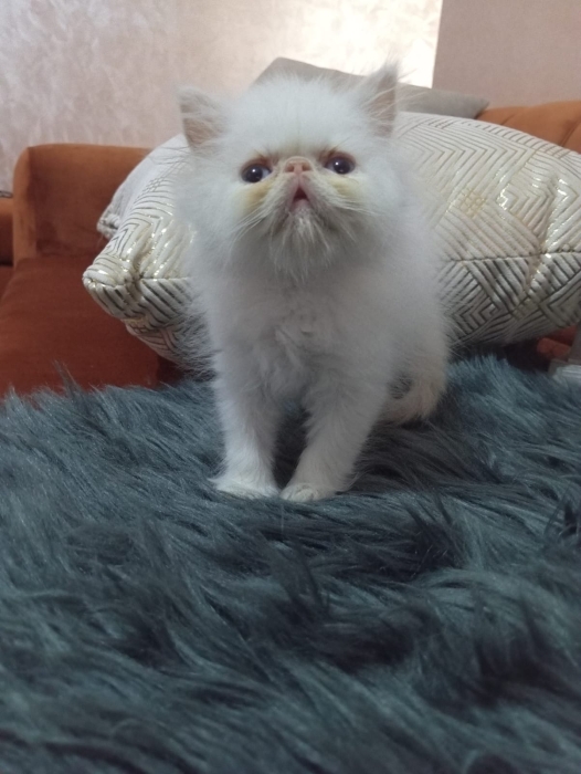 Persan