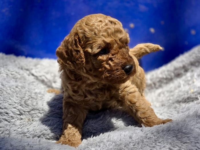 Chiots Caniches Toys Pedigree  🇫🇷