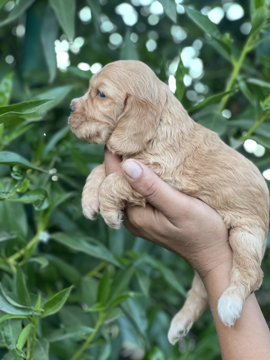 Cocker spaniel