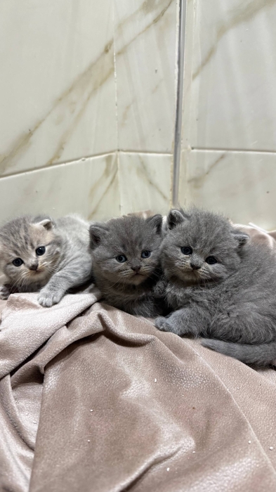 Scottish fold & british