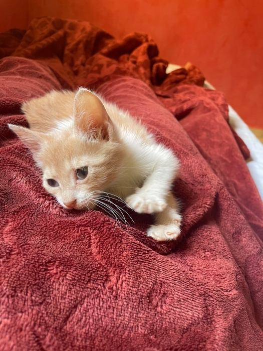 Adoption