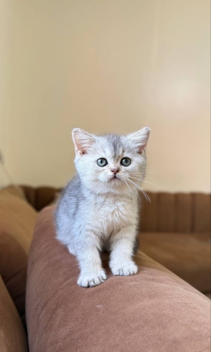 Scottish fold & british shorthair