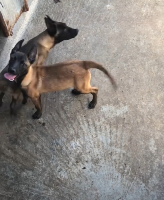 Super femelle malinois charboni