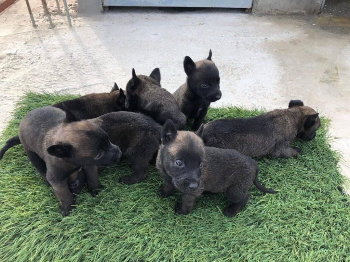 Des chiots malinois charbonner pure race