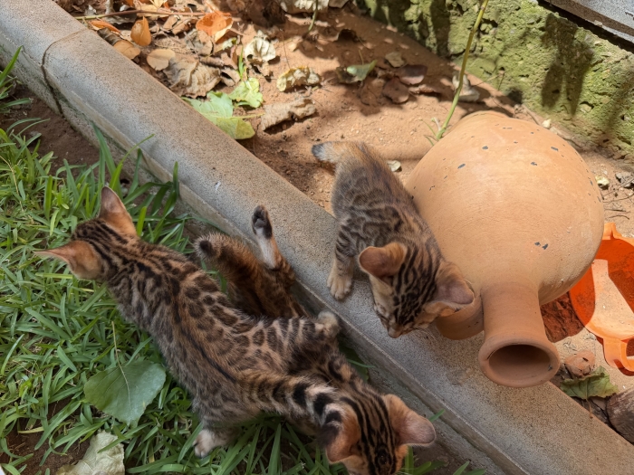 Bengal