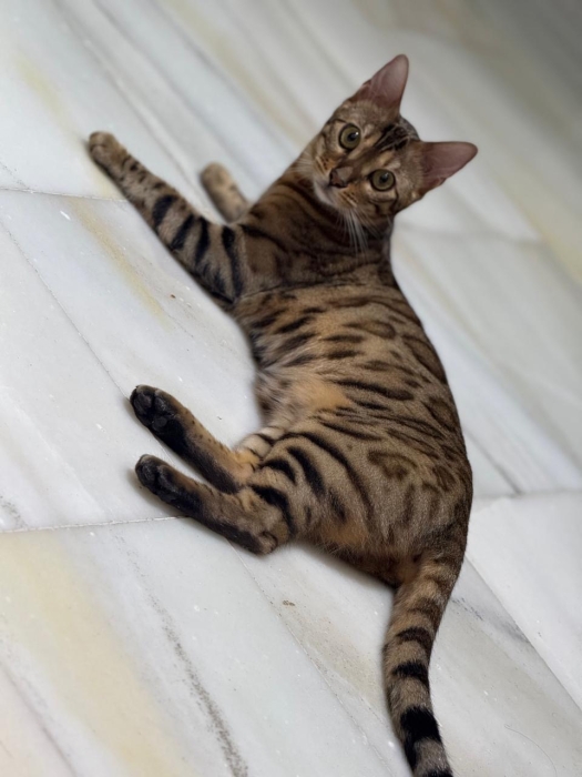 Chat Bengale