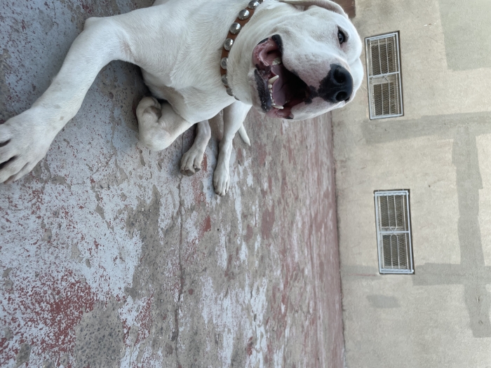 dogo argentino