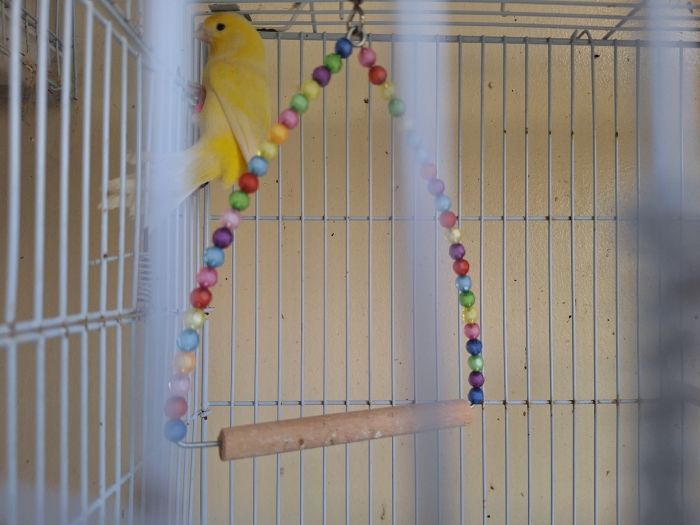 Couple canari male recessif femelle satinée jeune bg 25