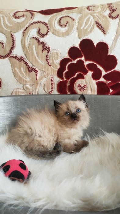 Siamois Himalayens سيامي همالايا مشعرين