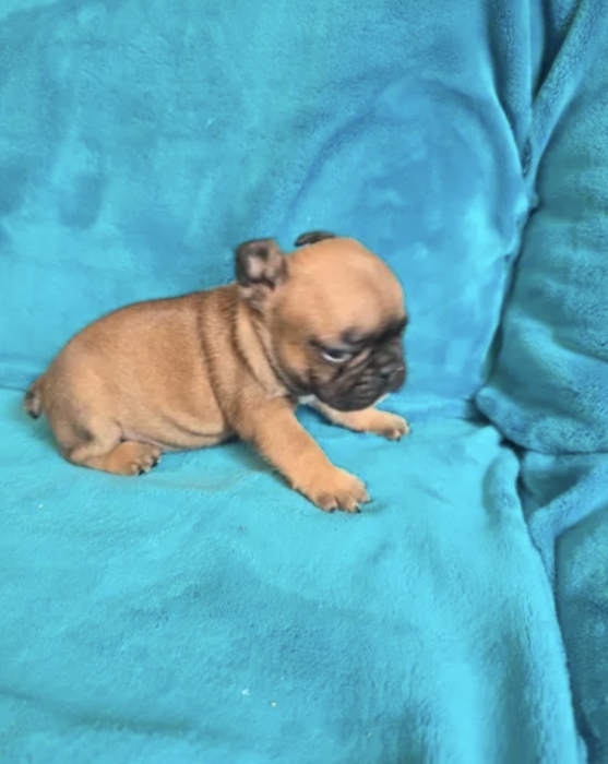 Bulldog Francais fauve
