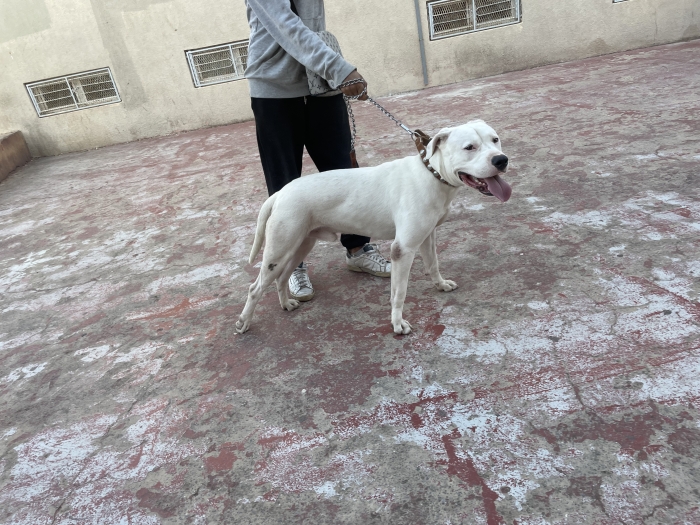 dogo argentino