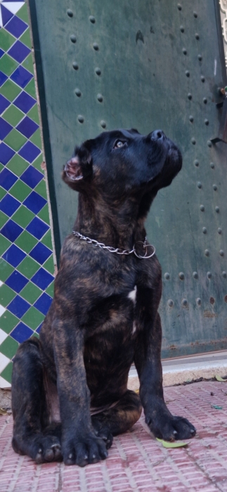 Cane corso