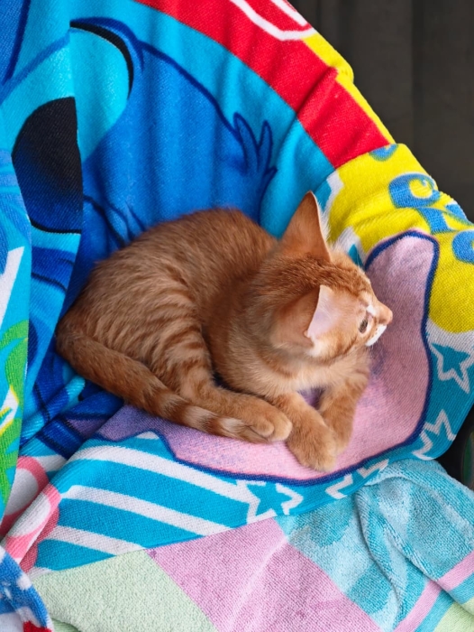Ce petit bout de chou cherche un foyer aimant et responsable à Casablanca