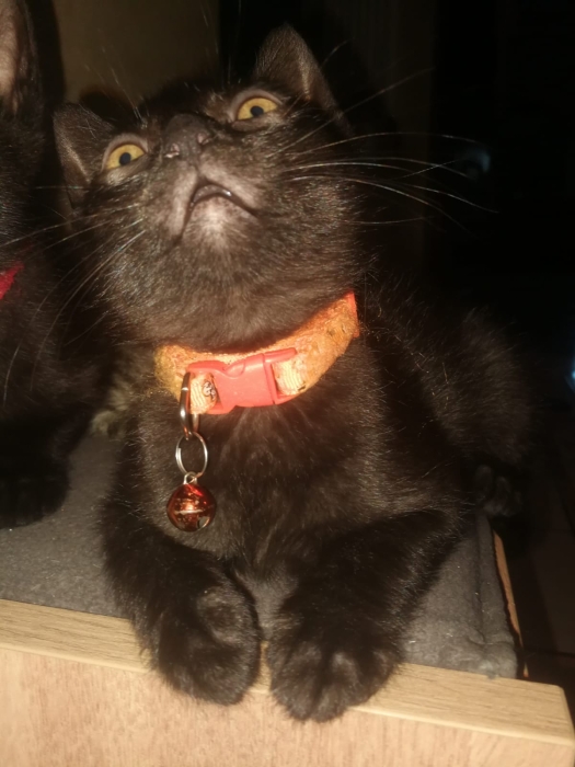 ! Adoption gratuite 🐈‍⬛