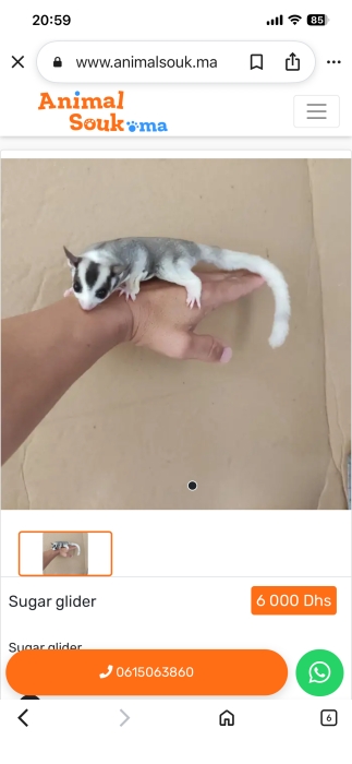 Sugar glider