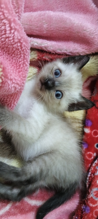 Chatons siamois