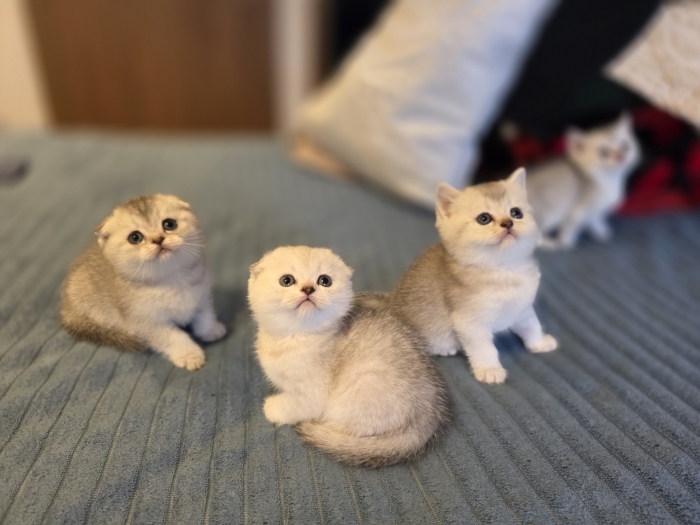 Chattons scottish fold et straight