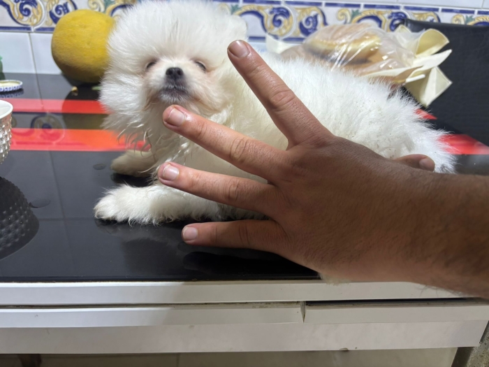 Pomeranien miniature