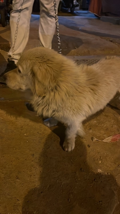 chien type Berger de Maremme / chien de montagne