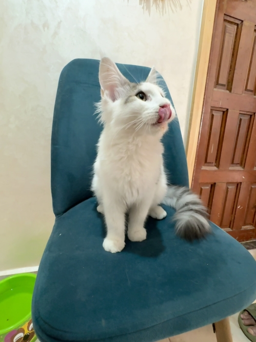 Maine coon pure race