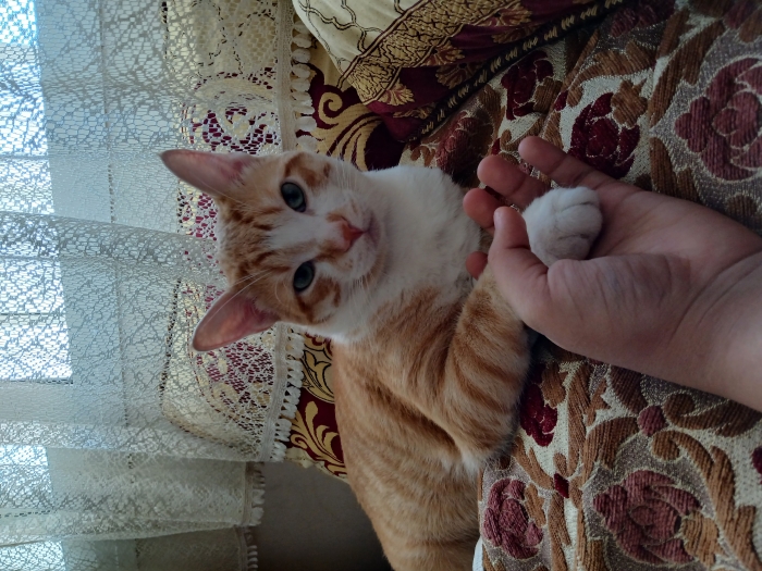 Chat vacciné mâle