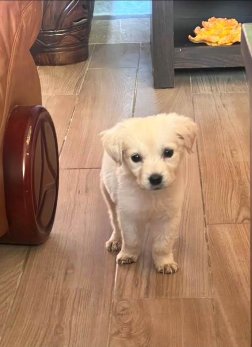 Golden retriever
