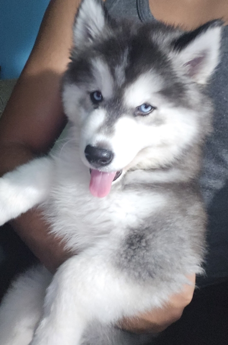 Chiot Husky Sibérien Pur Race Poil Long