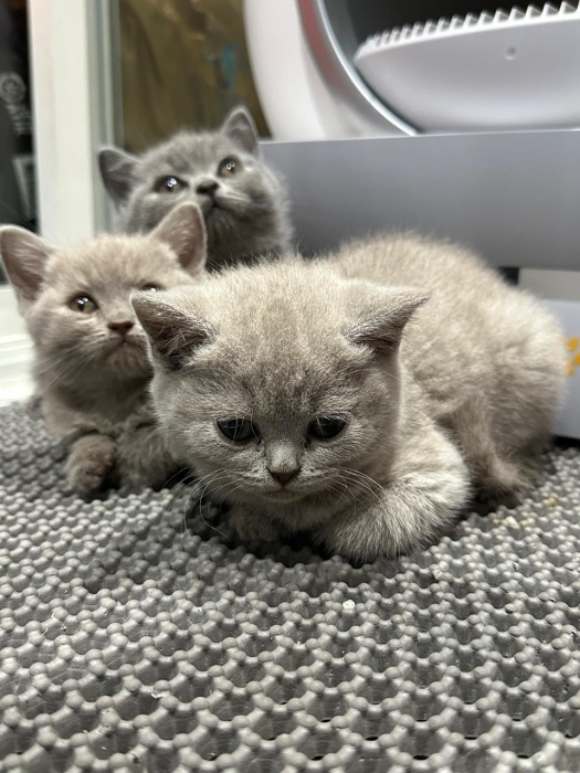 British shorthair