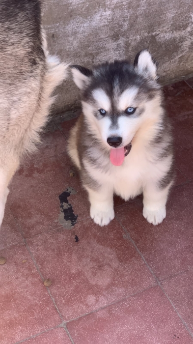 Chiot Husky Sibérien Pur Race Poil Long