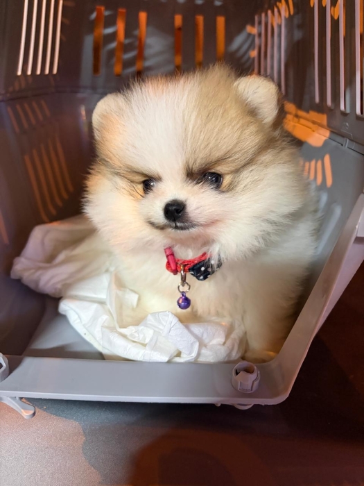 Spitz pommeranian