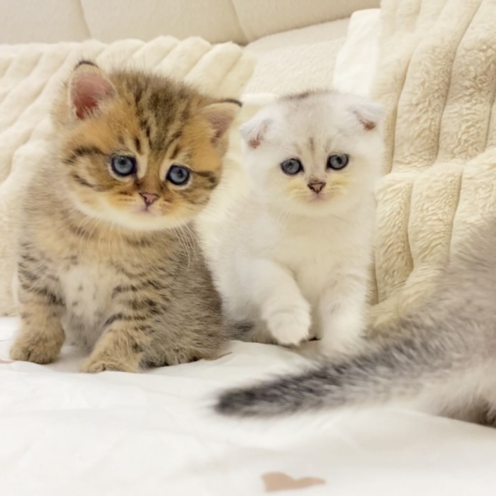 Chatons scottish fold & British short hair