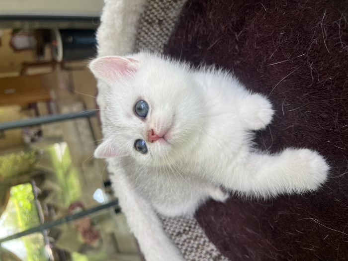 British shorthair