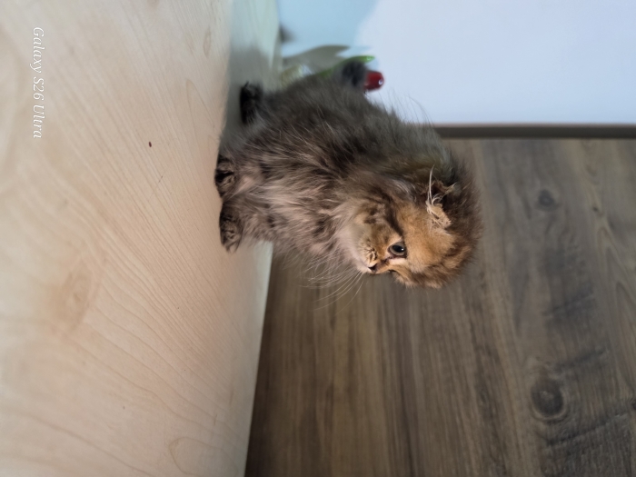 Highland fold & Scottish fold