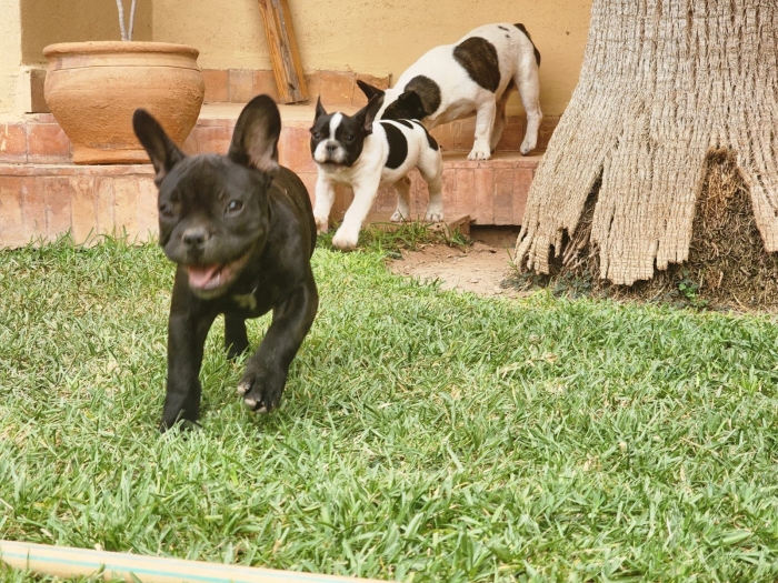 French bulldog