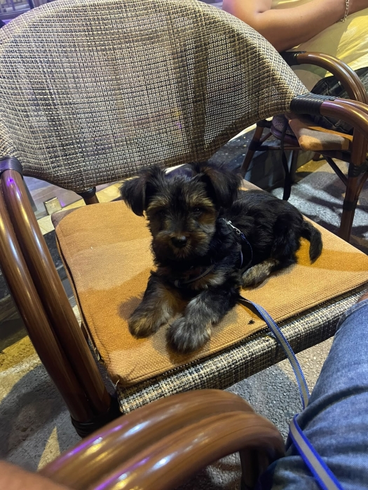 YORKSHIRE CHIOT