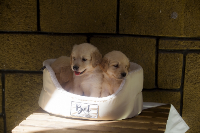 magnifiques Chiots golden retriever pure race