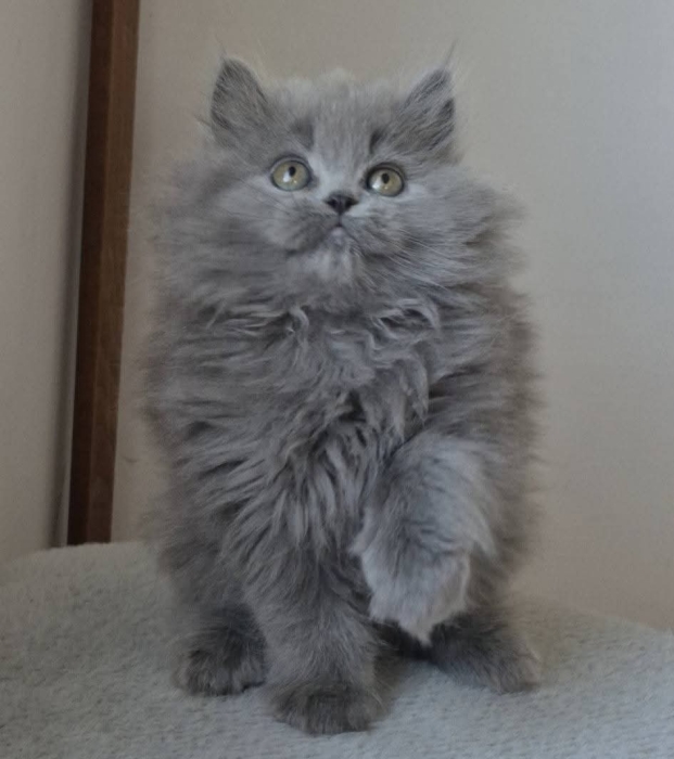 British longhair