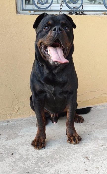 Rottweiler