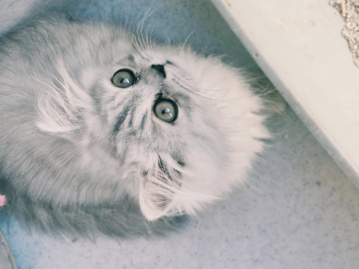 Chat persian male 2mois