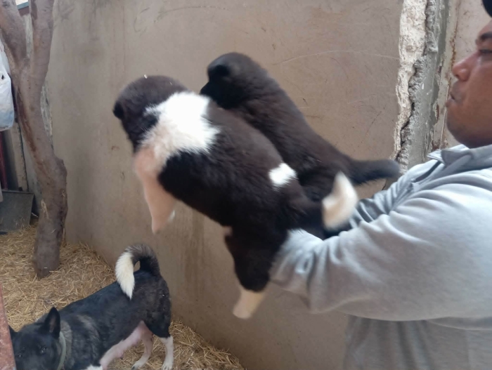 Disp chiot akita american