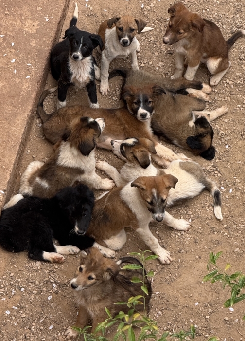 Chiens Aidi ( chiens de montagne de l’Atlas