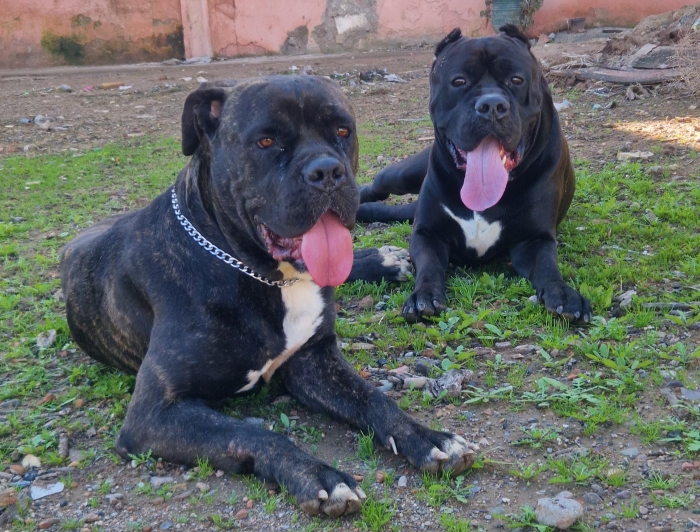Chiots Cane corso