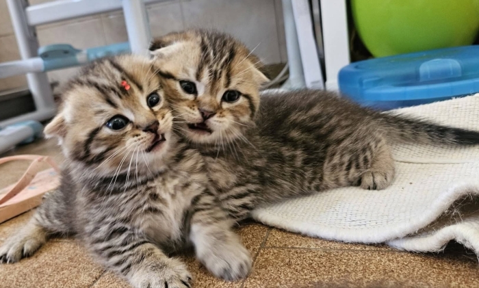 scottish fold chaton