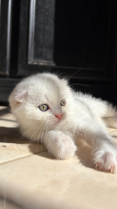 Scottish fold & british & Highland fold