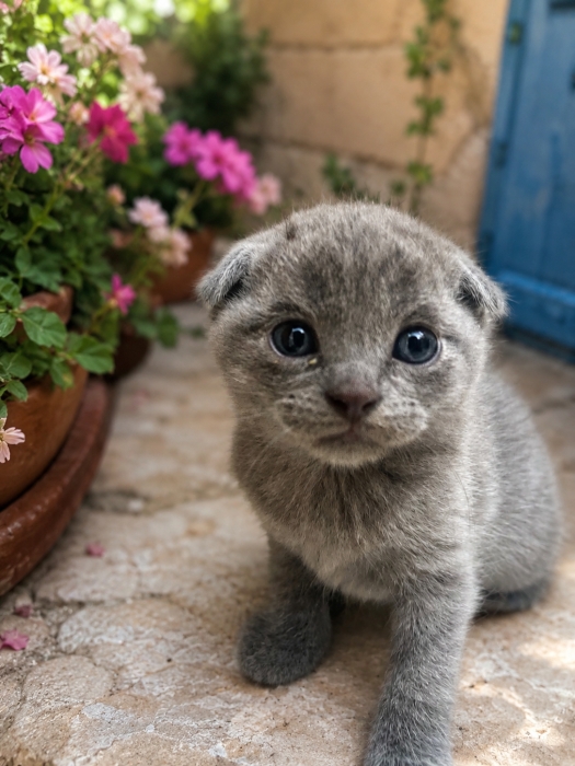 Chatons Scottish Fold à vendre