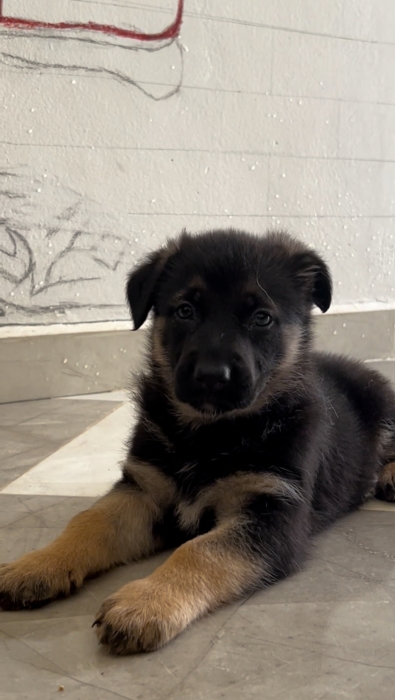 Magnifiques chiots Berger Allemand disponibles ❤️