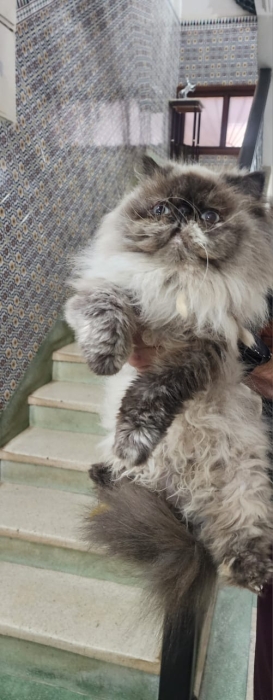 Chatte persan himalayenne enceinte a vendre